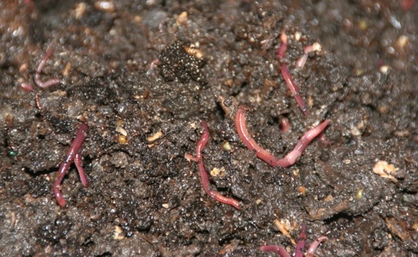 goodwin-agro-Vermiculture